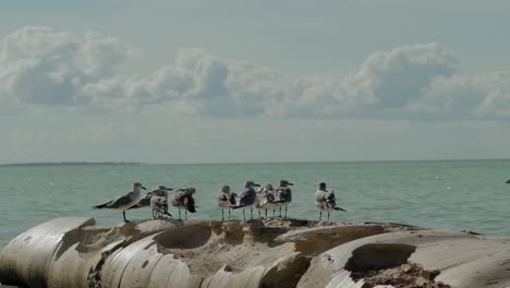 Gaviotas-Sobre-Rocas-En-Un-Día-Soleado-Con-Nubes-En-El-Horizonte,-Holbox,-Yucatán,-México