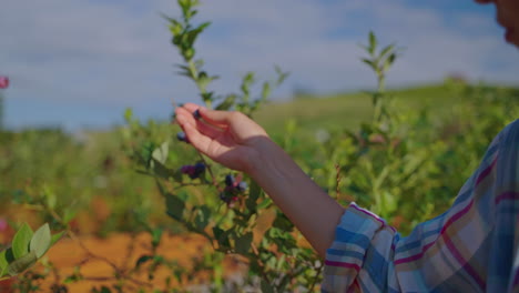 woman picking blueberries