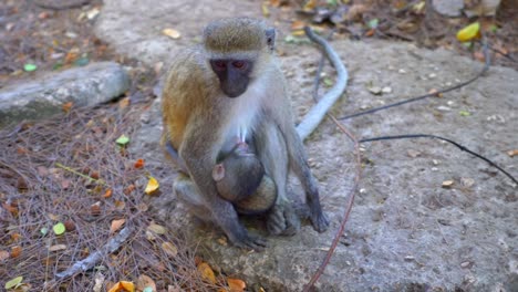 Meerkatze-Stillt-Baby-Affe-In-Den-Armen,-Nahaufnahme