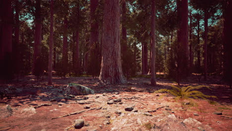 una vista a través de un bosque de sequoias
