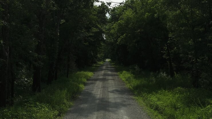Strada solitaria nel mezzo di una fitta foresta verde vicino a Lamar, Contea di Barton, Missouri, Stati Uniti