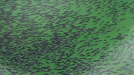 small fish many at water surface at pond at day from flat angle
