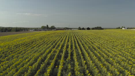 rows of sunflowers stretching across field, aerial track right to left