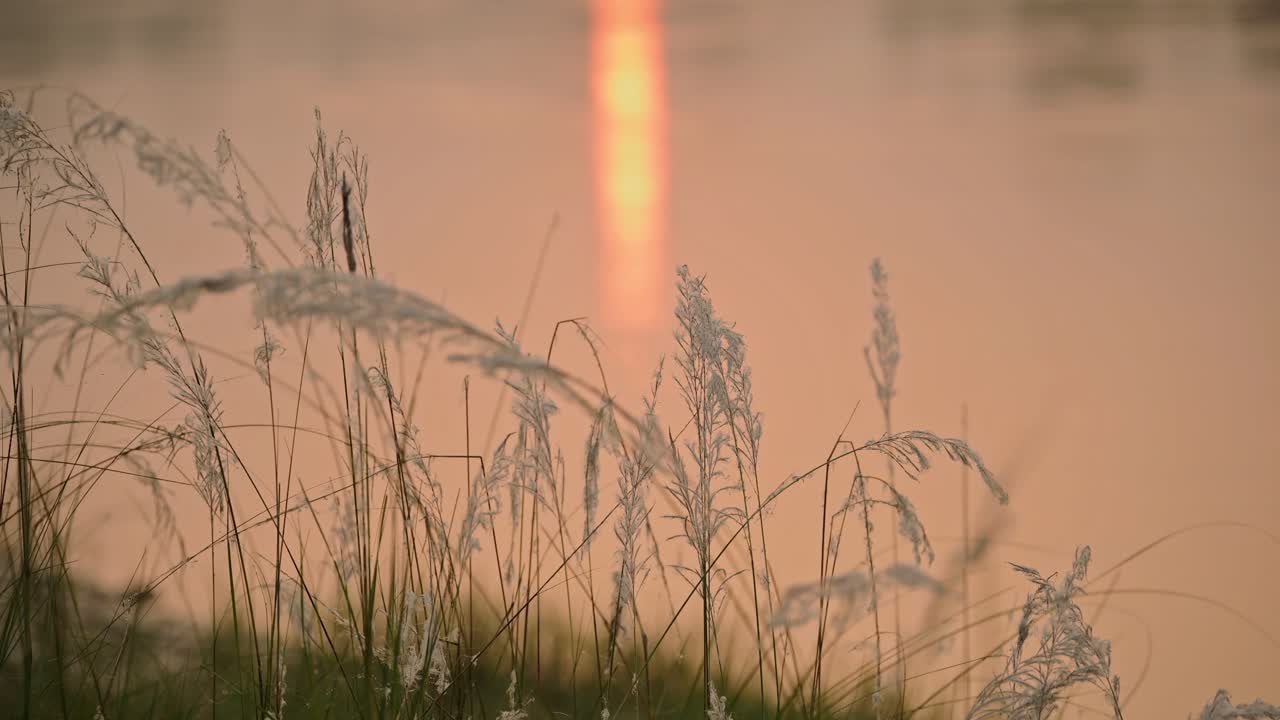 해가 지는 동안 강 에 있는 파스 잔디, 은 세부사항, 식물과 함께 촬영된 오렌지색 자연, 강과 해가 지면, 네팔의 치트완 국립공원에서 물에서 반사되는 태양