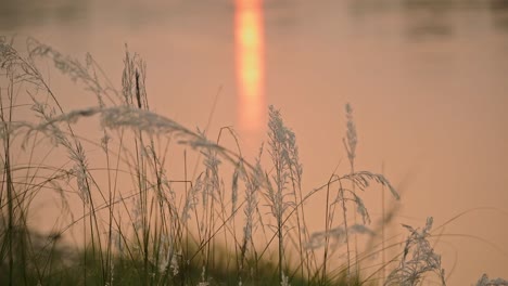 pampas grass reeds by a river at sunset, close up detail orange nature shot with plants, river and sunset sun reflecting off the water in chitwan national park in nepal
