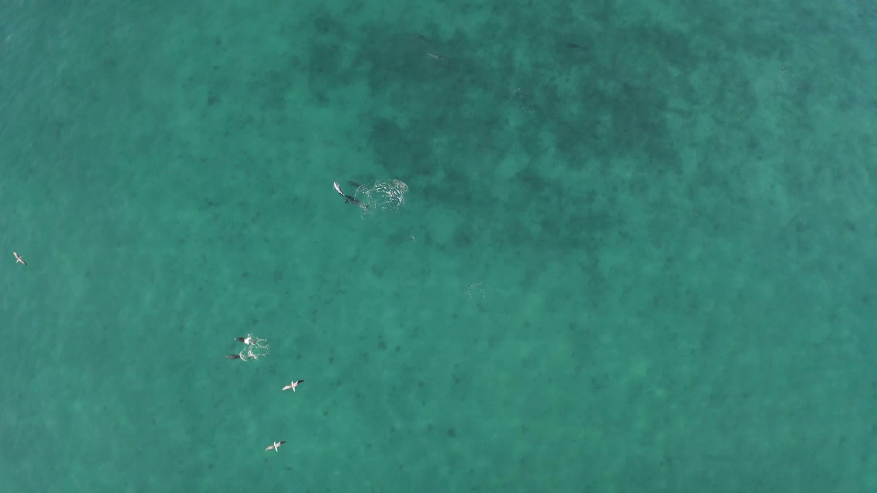 Delfini tursiopi in un habitat naturale esotico - Oceano Pacifico, Messico