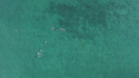 bottlenose dolphins in exotic natural habitat - pacific ocean, mexico