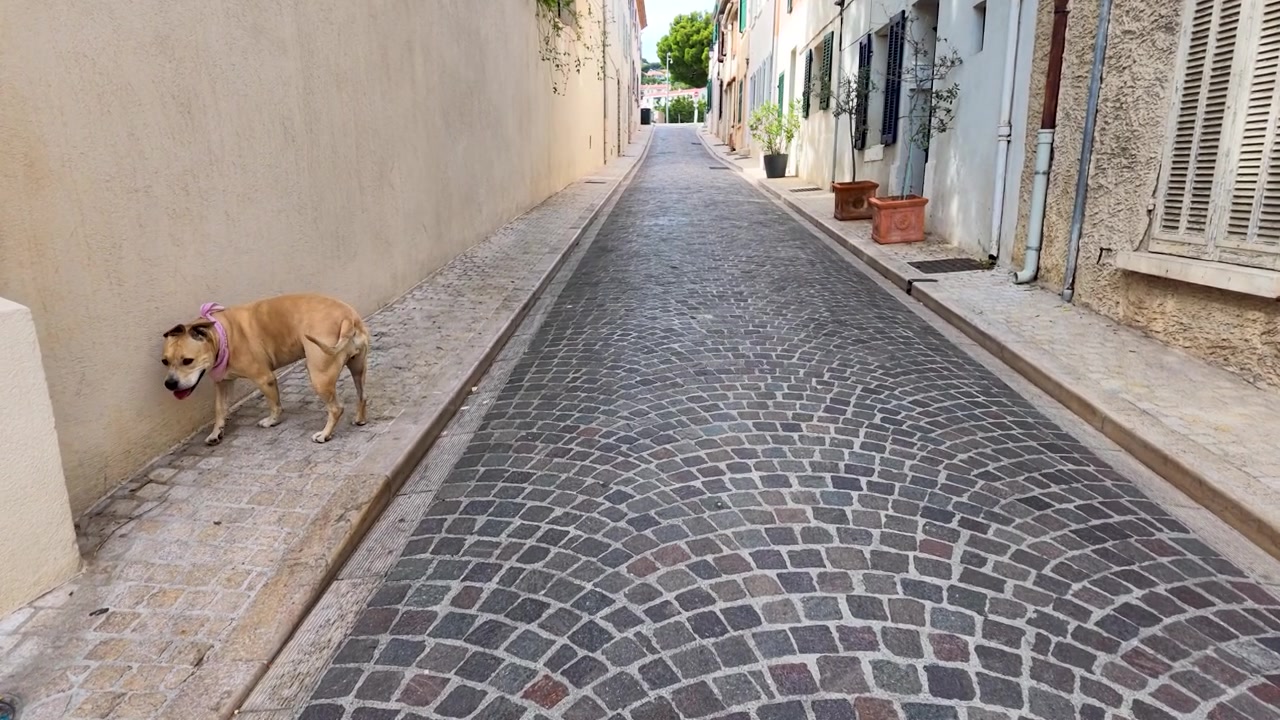 Un cane color fulvo cammina lungo uno stretto vicolo acciottolato sotto la luce intensa del giorno a Cassis.