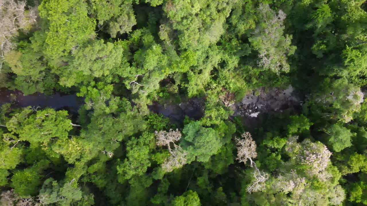 vista aérea de un bosque prístino y un río con aguas increíblemente claras, mostrando la belleza natural y la pureza de este pintoresco paisaje