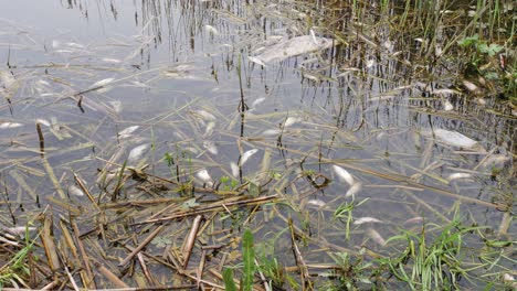 pez muerto en la orilla del lago
