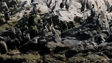 Colonias-De-Cormorán-Imperial-En-Las-Islas-Rocosas-Del-Canal-Beagle-Cerca-De-Ushuaia,-Tierra-Del-Fuego,-Argentina.