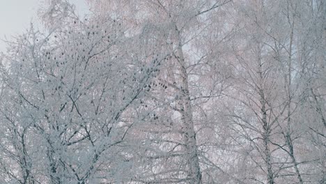 Parque-De-Invierno-Con-árboles-Cubiertos-De-Escarcha-Contra-El-Cielo-Despejado