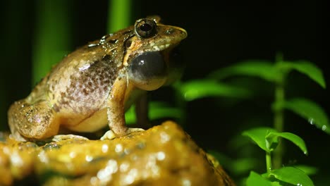 a male burrowing frogs blows up its vocal sacks to crock and advertise its position to a female during their breeding season in monsoon in the western ghats of india , amboli