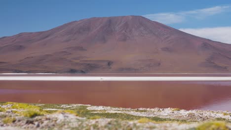 vibrant laguna colorada with flamingos against a serene bolivian volcano, daylight