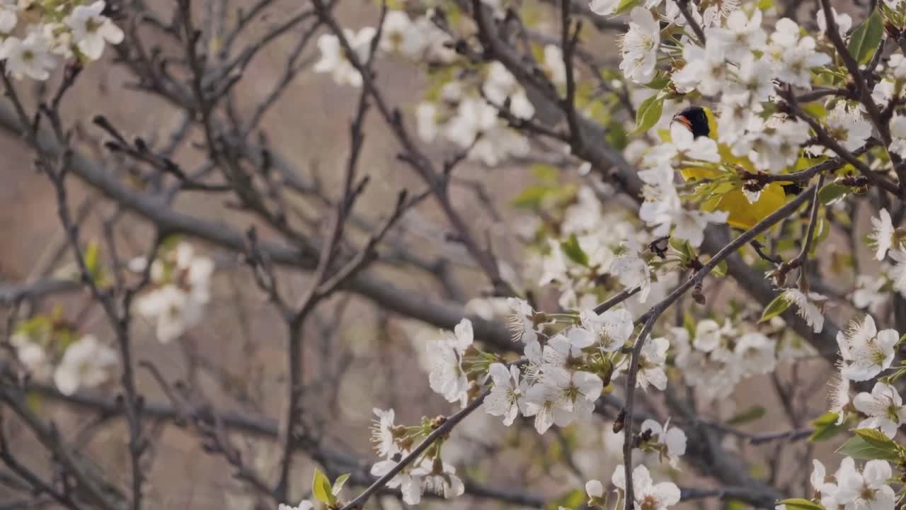 Small yellow bird amidst blooming branches cherry blossom branches on a tree, spring in Japan, video
