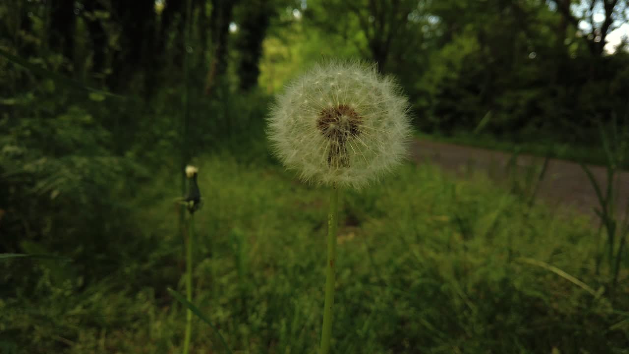 hermosa flor de primavera diente de león primer plano