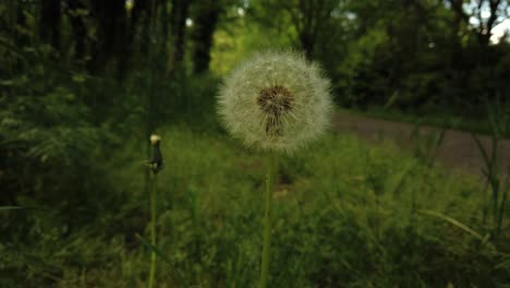 beautiful spring flower dandelion close-up shot