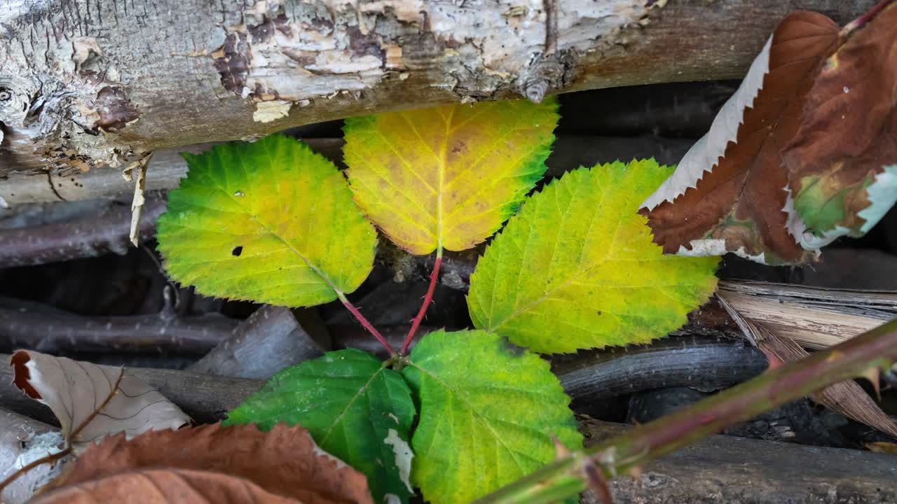 단풍을 확대하다