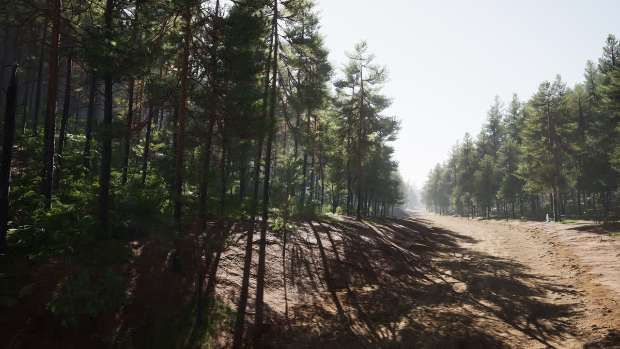 산과 함께 소나무 사이에 콜로라도 트레일