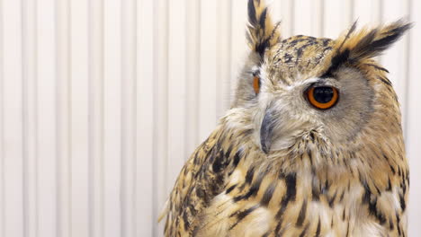 Close-up-shot-of-an-owl-on-display-inside-a-zoo-in-Bangkok,-Thailand