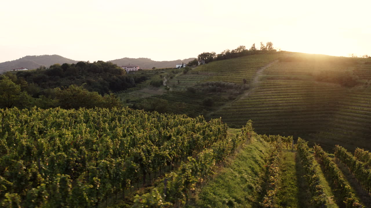 Paesaggio della vigna al tramonto
