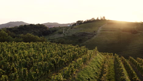 sunset vineyard landscape