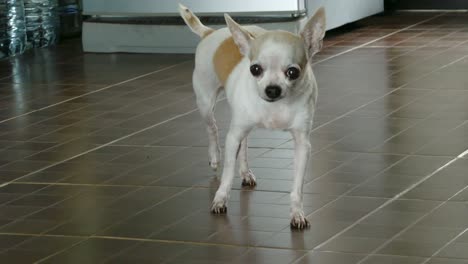 perro chihuahua hembra