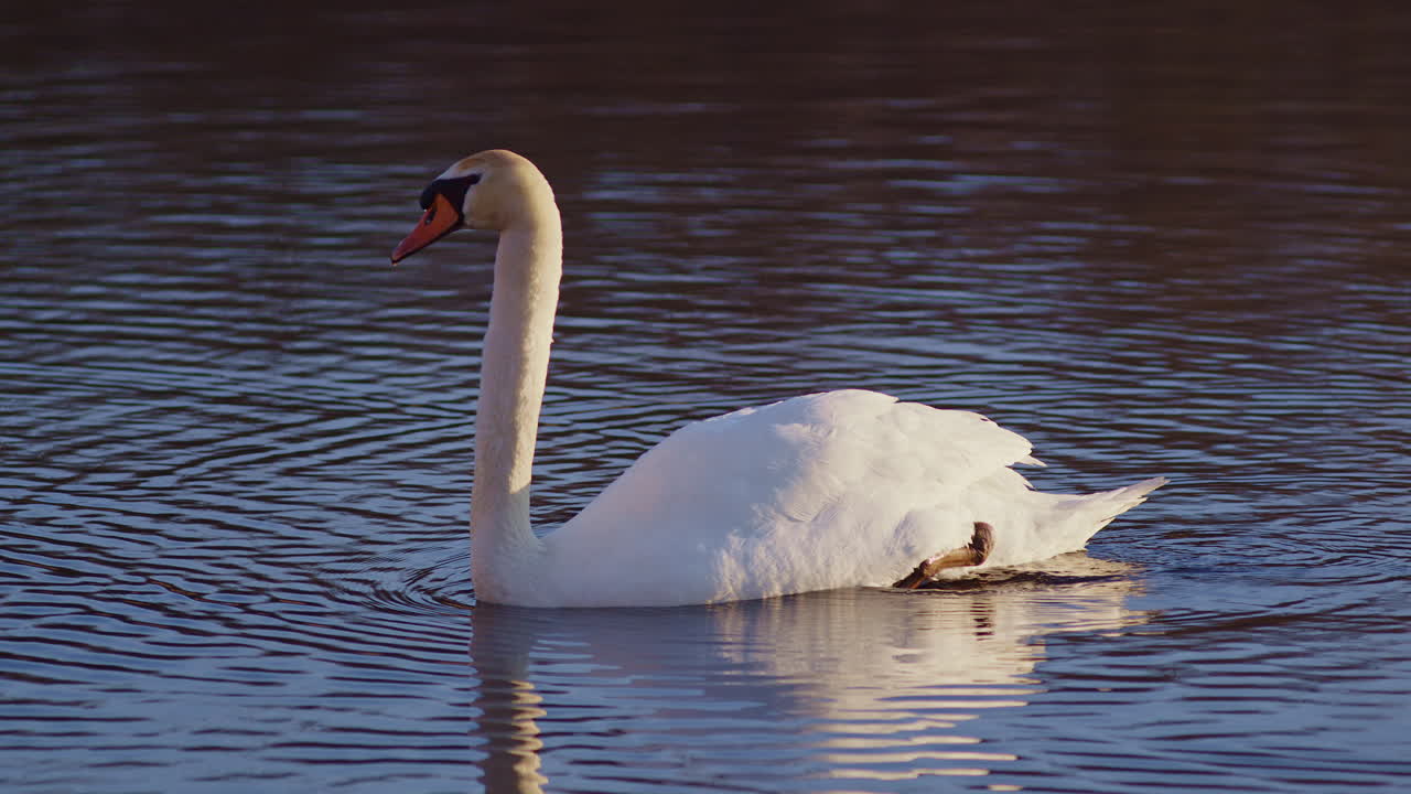 Ethereal swan footage, mating season, filmed at sunrise in super slow motion.