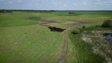 a herd of brown cattle cows bovine livestock feeding on tame pasture grassland by a dirt road on a farm in manitoba canada