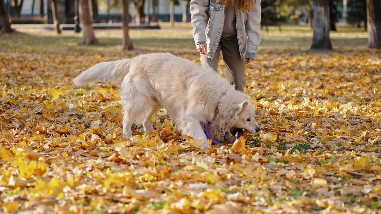 perro lindo atrapando círculo de goma, jugando en el parque de otoño con la señora dueña y corriendo, cámara lenta