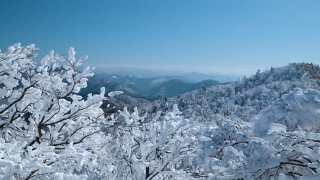 balwangsan mountain mona park에서 눈으로 인 얼어붙은 나무, 배경의 산맥의 먼 풍경, gangwon-do, 한국 겨울 - 느린 동작 기울기