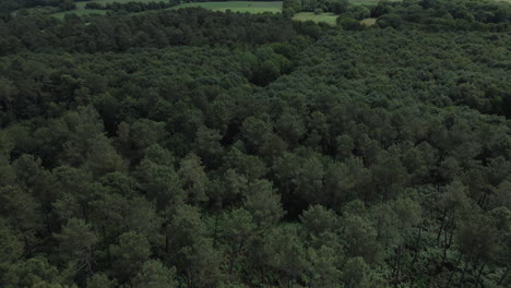 broceliande forest in brittany, france. aerial forward