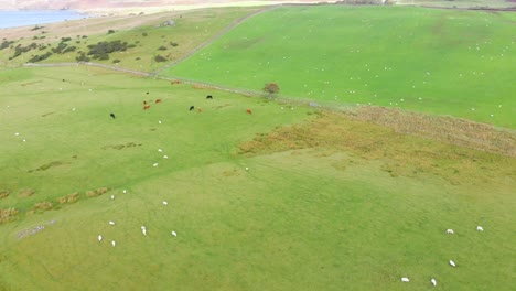 Campo-De-Montaña-Escocés-Junto-Al-Mar-Con-Ganado