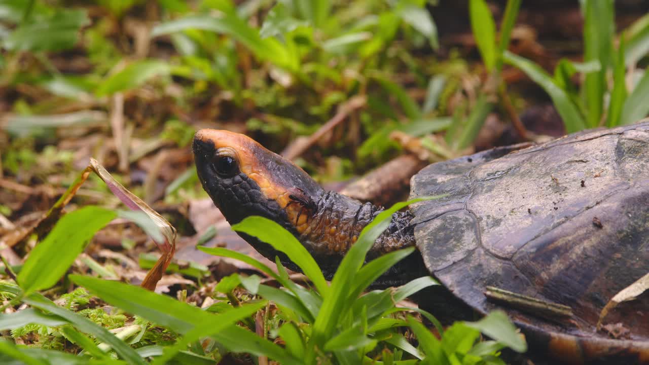 Closeup of twist-necked turtle lifting its head, a curious bee sitting on it as it blinks its eyes in Peru’s lush rainforest.