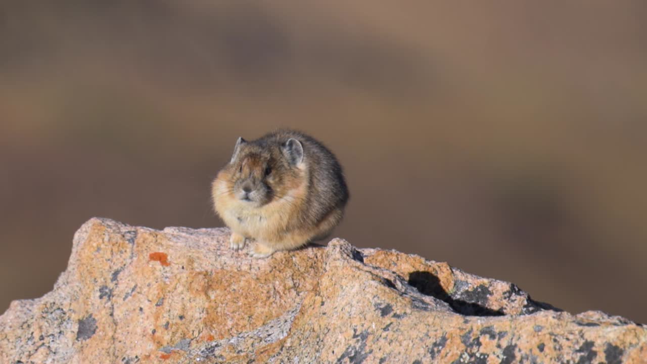 Pika americano seduto su una roccia che si toeletta di giorno, primo piano.