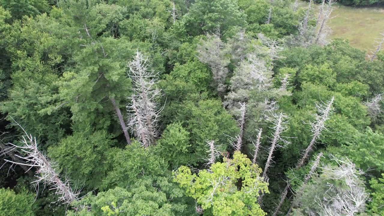 árboles muertos de abeto cerca de blowing rock nc, carolina del norte, justo al lado de la avenida blue ridge