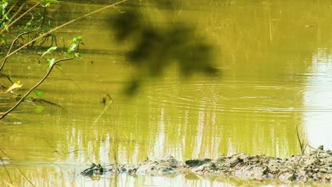 A-white-heron-pounces-off-the-mudbank-in-a-marsh-while-another-flies-by