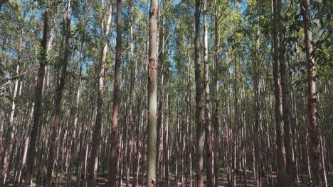 close-up with smooth panning aerial movement about dense eucalyptus plantations, argentina