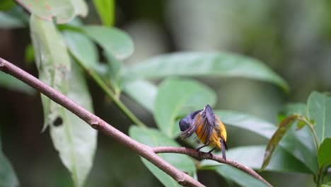 Pájaro-Pájaro-Pájaro-Carpintero-De-Vientre-Naranja-Salvaje-Peching-En-El-árbol-En-El-Bosque