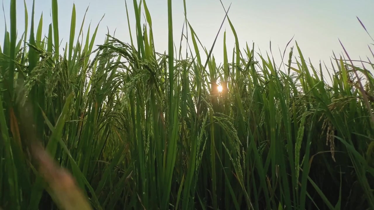 Telecamera che si muove da sinistra a destra su una risaia con il sole che filtra tra le foglie, una splendida mattina nella risaia.