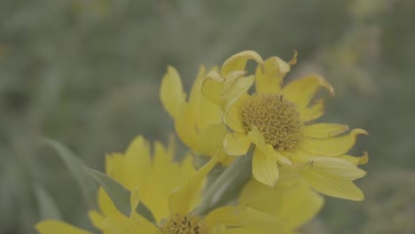 Primer-Plano-De-Una-Agrupación-De-Flores-En-Medio-De-Un-Campo