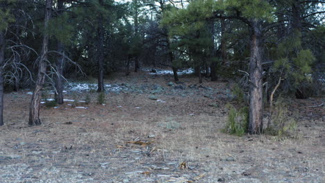 low altitude drone backward movement through coconino national forest in winter time