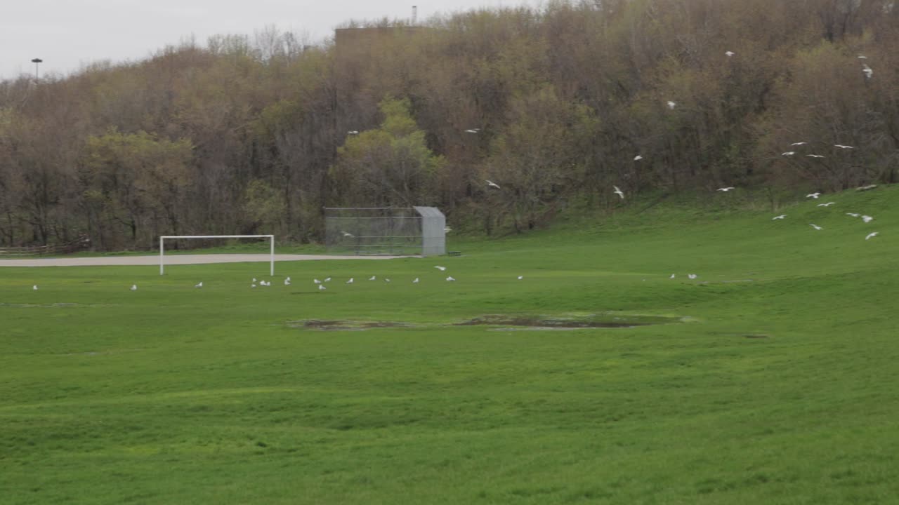 Green And Grassy Park With Puddles After The Rain And With Flocks Of Birds Resting On The Ground.-  wide shot