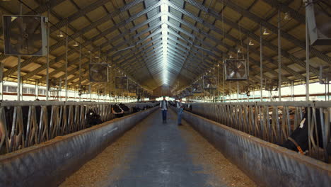 Livestock-team-working-cowshed-at-countryside.-Farming-managers-inspect-feedlots