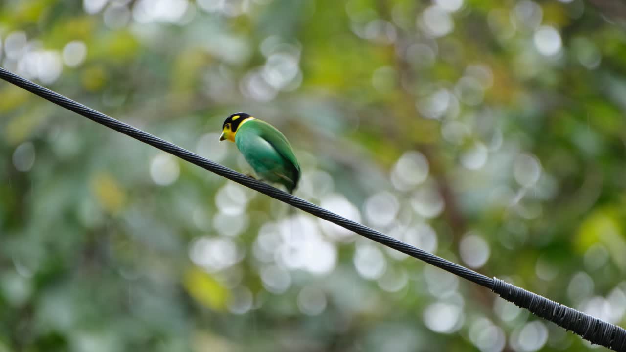 mirando hacia su hombro derecho y luego saltando mostrando su cola meneante, pico ancho de cola larga psarisomus dalhousiae, parque nacional khao yai, tailandia