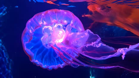 a blue and red jellyfish floating in the water