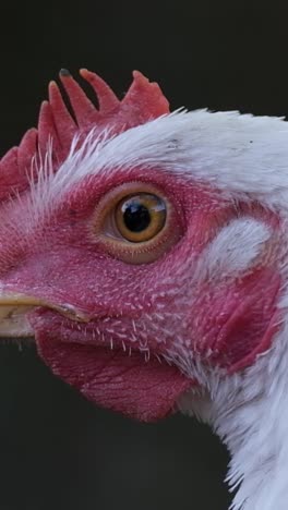 chicken head closeup chickens on a farm in the countryside chicken head closeup chickens on a farm in the countryside white chicken