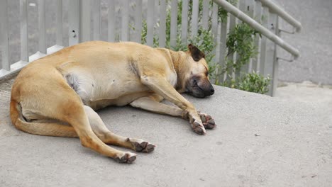 dog sleeping on the street