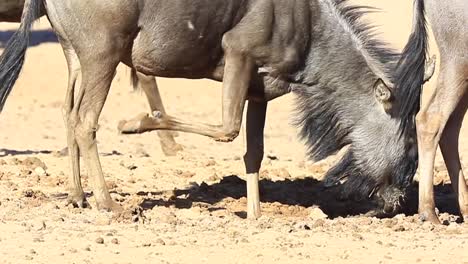 Gnus-Gräbt-Im-Weichen,-Nassen-Kalahari-Wüstensand,-Aus-Nächster-Nähe