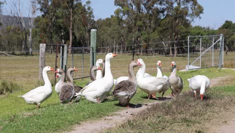 a flock of geese interacting and moving outdoors